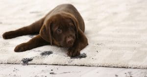 Carpet Stains - Old World Restoration and Carpet Cleaning