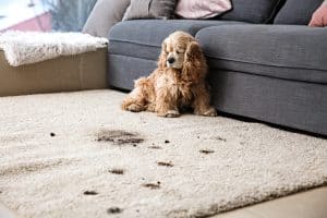 Is it Worth Getting Carpets Professionally Cleaned? - Old World Restoration and Carpet Cleaning