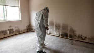 How Mold Impacts Allergies and Air Quality