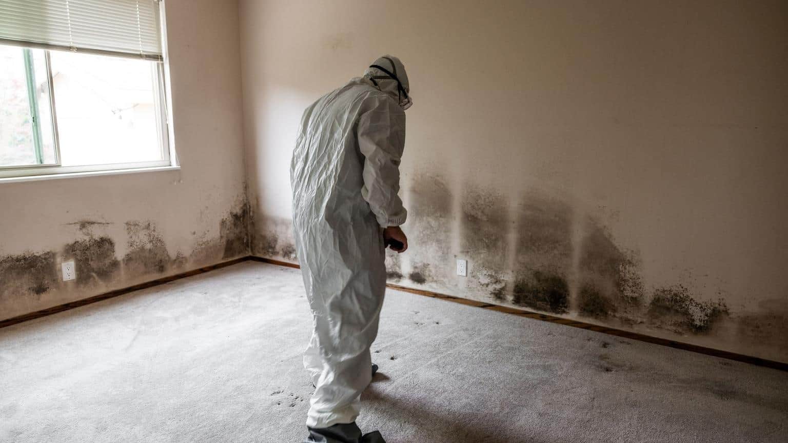 How Mold Impacts Allergies and Air Quality